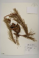 臺灣五葉松藏品圖，第1張