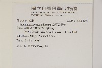臺灣五葉松藏品圖，第2張