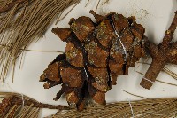 臺灣五葉松藏品圖，第3張