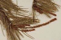 臺灣五葉松藏品圖，第4張