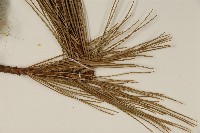 臺灣五葉松藏品圖，第5張