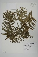 臺灣粗榧、台灣三尖杉藏品圖，第1張