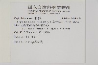 臺灣粗榧、台灣三尖杉藏品圖，第2張