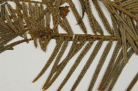 臺灣粗榧、台灣三尖杉藏品圖，第3張