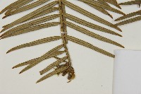 臺灣粗榧、台灣三尖杉藏品圖，第4張