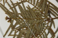 臺灣粗榧、台灣三尖杉藏品圖，第5張