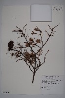 臺灣黃杉藏品圖，第1張