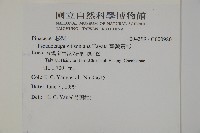 臺灣黃杉藏品圖，第2張