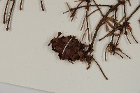 臺灣黃杉藏品圖，第3張