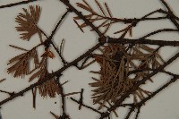 臺灣黃杉藏品圖，第4張