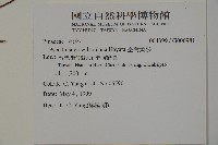 臺灣黃杉藏品圖，第2張