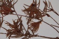 臺灣黃杉藏品圖，第3張