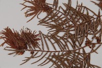 臺灣黃杉藏品圖，第4張