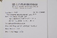 杉木藏品圖，第2張