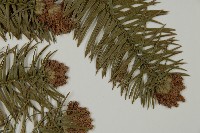 杉木藏品圖，第4張