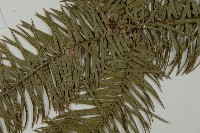 杉木藏品圖，第5張