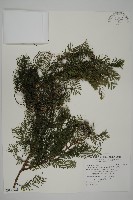 水杉藏品圖，第1張