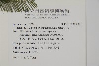 水杉藏品圖，第2張