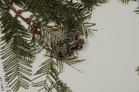 水杉藏品圖，第3張