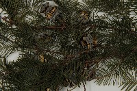 水杉藏品圖，第5張