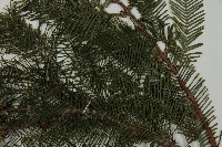 水杉藏品圖，第6張