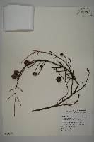 登錄號:G000984藏品圖，第1張