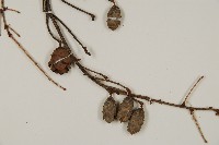登錄號:G000984藏品圖，第3張