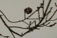 登錄號:G000984藏品圖，第4張
