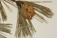 臺灣二葉松藏品圖，第7張