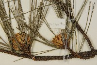 臺灣二葉松藏品圖，第8張