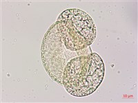 臺灣二葉松藏品圖，第2張