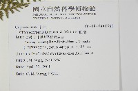紅檜藏品圖，第2張