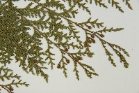 紅檜藏品圖，第3張