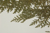 紅檜藏品圖，第5張