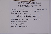 臺灣紅豆杉、紫杉、南方紅豆杉藏品圖，第2張