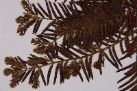 臺灣紅豆杉、紫杉、南方紅豆杉藏品圖，第4張