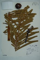 光果蘇鐵藏品圖，第1張