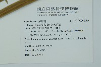 光果蘇鐵藏品圖，第2張