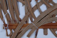 光果蘇鐵藏品圖，第3張