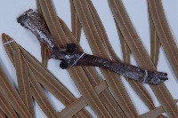 光果蘇鐵藏品圖，第4張