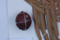 光果蘇鐵藏品圖，第5張