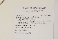 臺灣雲杉藏品圖，第2張