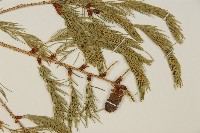 臺灣雲杉藏品圖，第3張