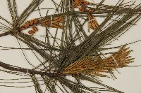 臺灣二葉松藏品圖，第3張