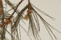 臺灣二葉松藏品圖，第4張