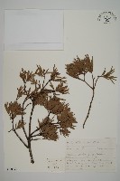 登錄號:G000992藏品圖，第1張