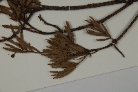 登錄號:G000992藏品圖，第5張