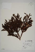 柳杉藏品圖，第1張