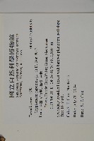 柳杉藏品圖，第2張