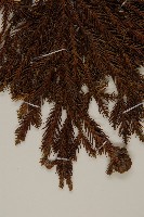 柳杉藏品圖，第4張